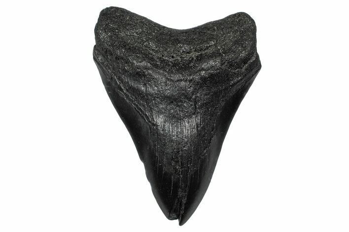 Fossil Megalodon Tooth - South Carolina #341473